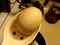 Cracked Eggs