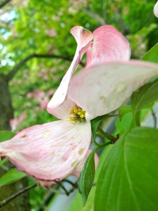 These pink dogwood bracts are a sure sign of Spring around here!  