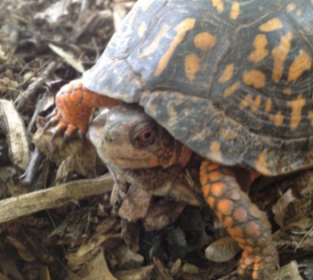 This dapper little tortoise stopped by for our day of planting!